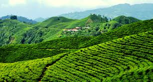 When is the Best Time to Visit Ilam?